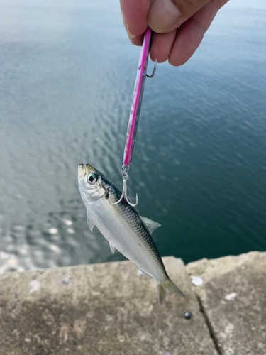 サッパの釣果