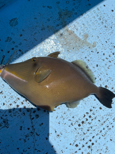 カワハギの釣果