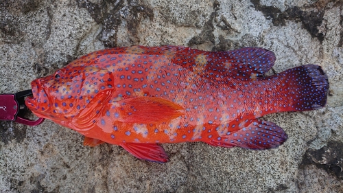 ユカタハタの釣果