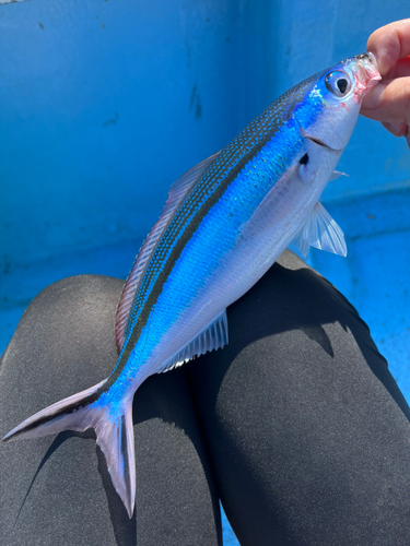 グルクンの釣果