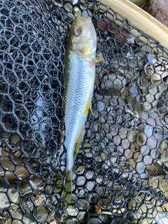 カワムツの釣果