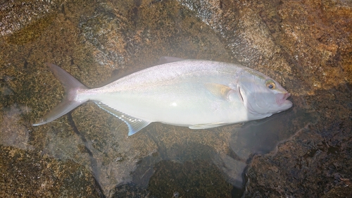 ネリゴの釣果