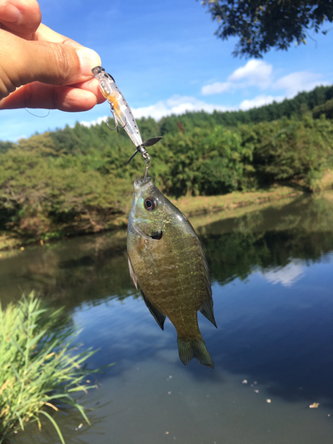 ブルーギルの釣果