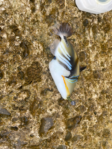 ムラサメモンガラの釣果