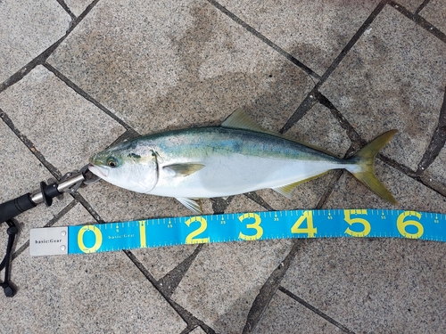 メジロの釣果