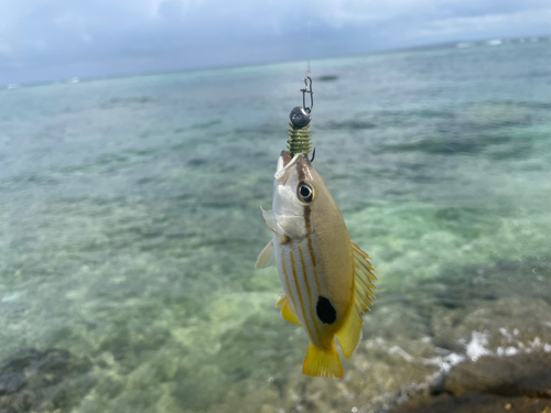 ヤマトビーの釣果