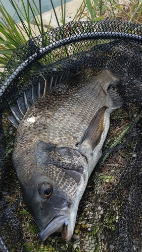 チヌの釣果