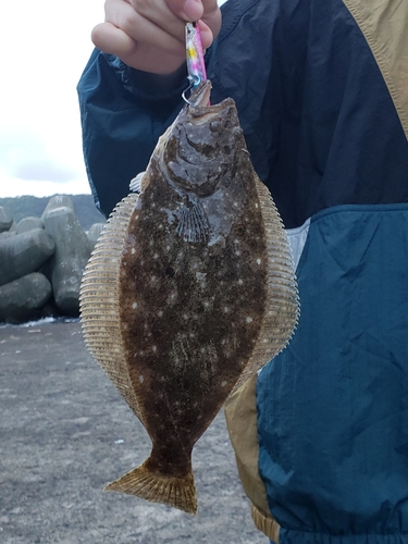 ヒラメの釣果