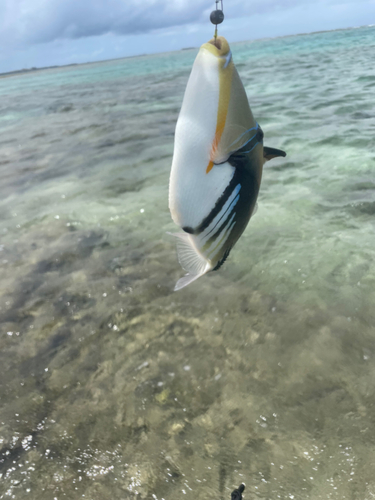 ムラサメモンガラの釣果