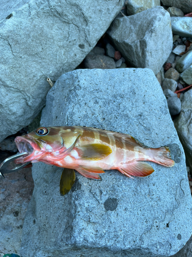 アカハタの釣果