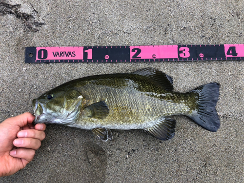 スモールマウスバスの釣果