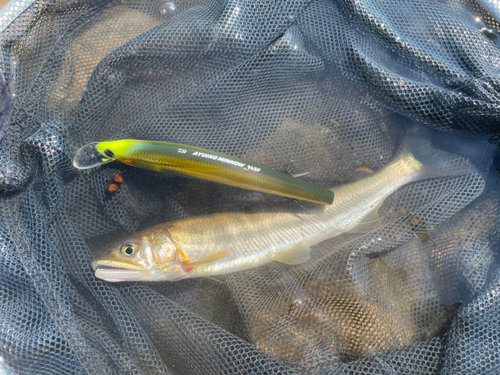 アユの釣果