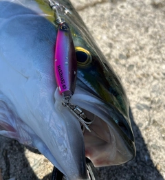 メジロの釣果