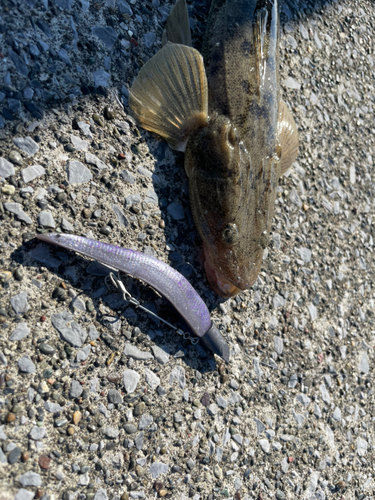 マゴチの釣果