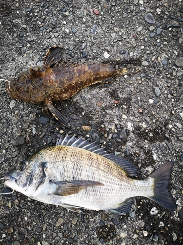 オニオコゼの釣果