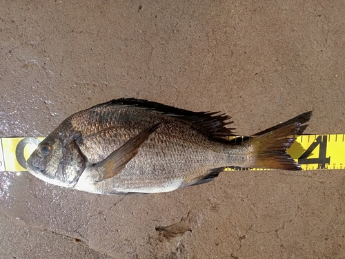 クロダイの釣果