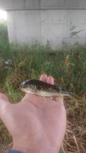 クサフグの釣果