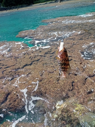 カンモンハタの釣果