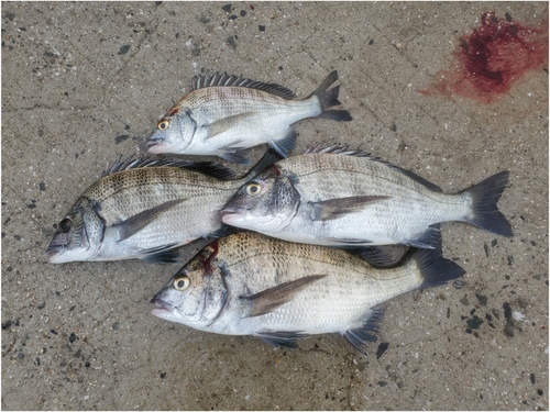 チヌの釣果