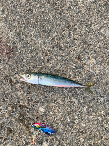 サバの釣果