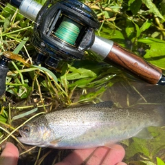 ニジマスの釣果