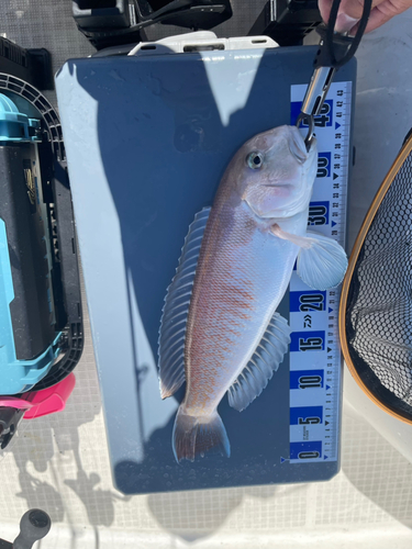 シロアマダイの釣果