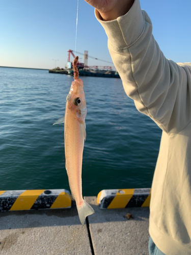 キスの釣果