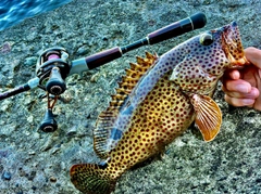 ノミノクチの釣果