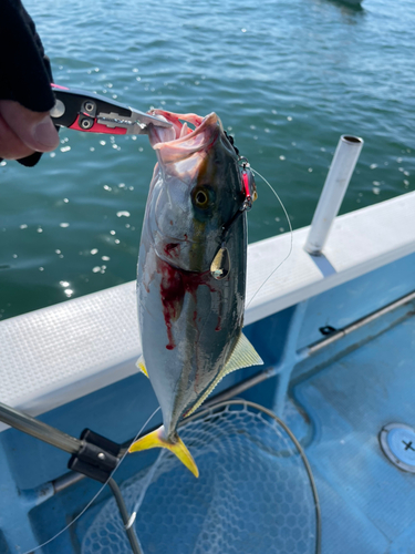 ツバスの釣果