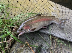 ニジマスの釣果