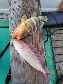 アオハタの釣果