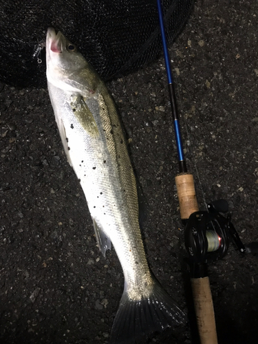 シーバスの釣果