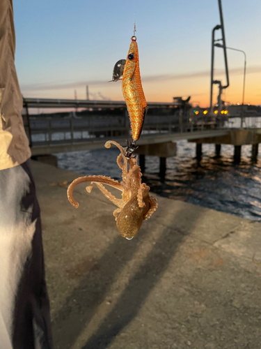 イイダコの釣果