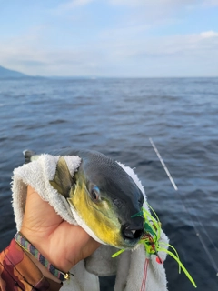 シロサバフグの釣果