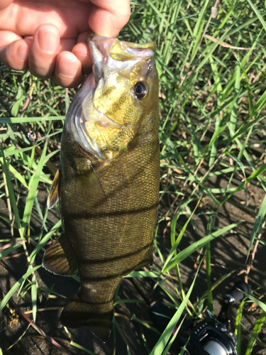 スモールマウスバスの釣果