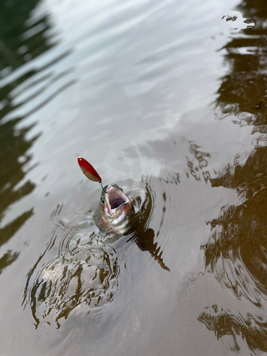 ニジマスの釣果