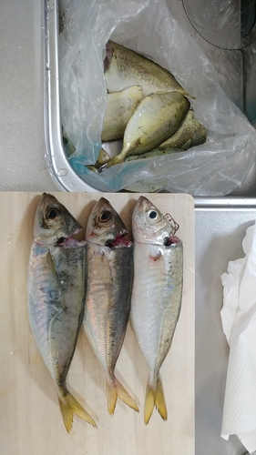 アイゴの釣果