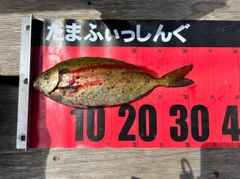 アイゴの釣果