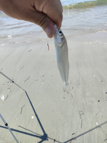 キスの釣果