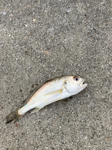 イシモチの釣果