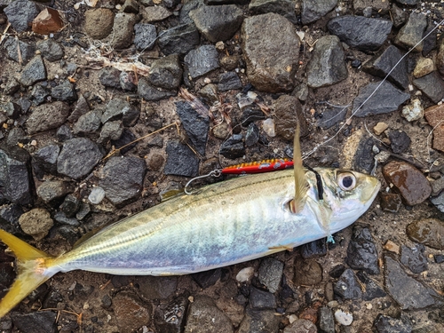 マルアジの釣果