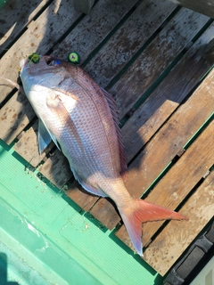 マダイの釣果