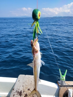 エソの釣果