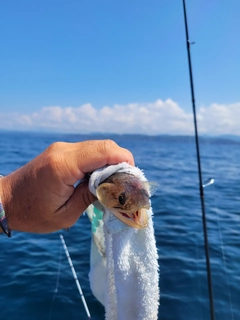 エソの釣果