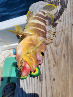 アオハタの釣果