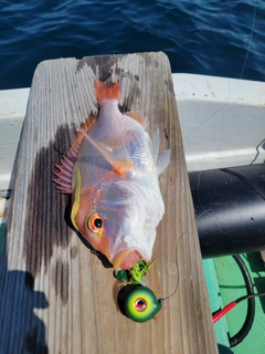 レンコダイの釣果