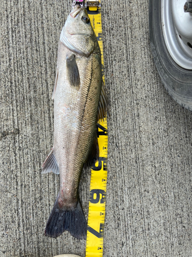 スズキの釣果