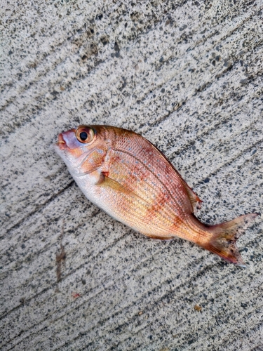 チャリコの釣果