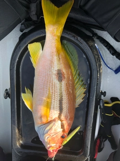 ヨコスジフエダイの釣果