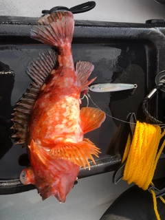 ウッカリカサゴの釣果